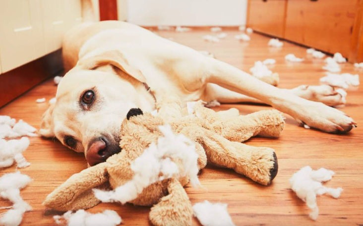 ძაღლების 8 ყველაზე გავრცელებული პრობლემური ქცევა