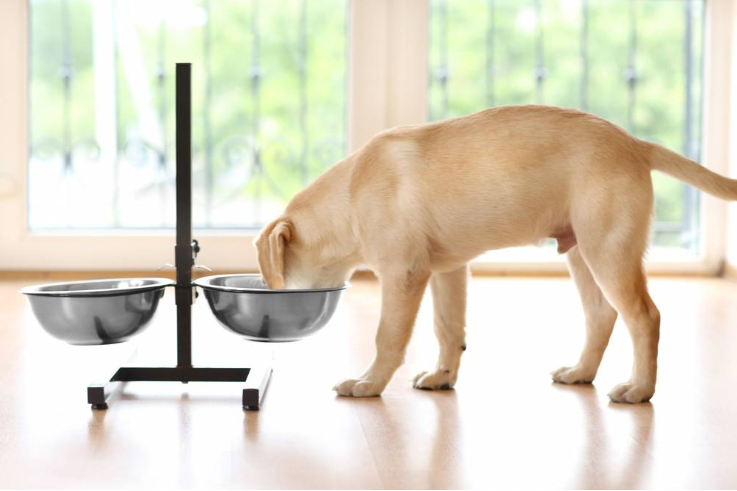 დღეში რამდენჯერ უნდა ვაჭამოთ ძაღლს?