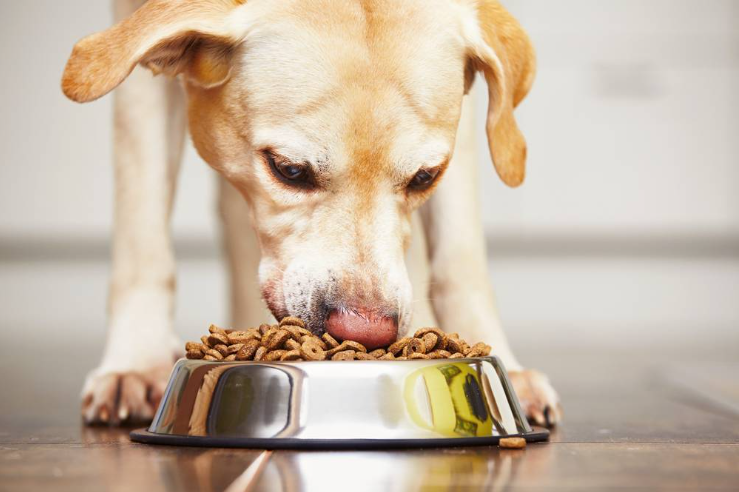 რატომ არ შეიძლება ძაღლს მაგიდიდან ვაჭამოთ?