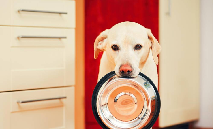 ძაღლი აღარ ჭამს მშრალ საკვებს. როგორ მოვიქცეთ?