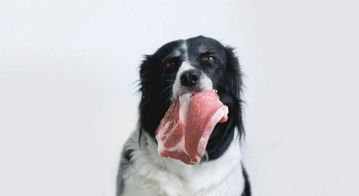რატომ არ შეიძლება ძაღლებისთვის ღორის ხორცი?