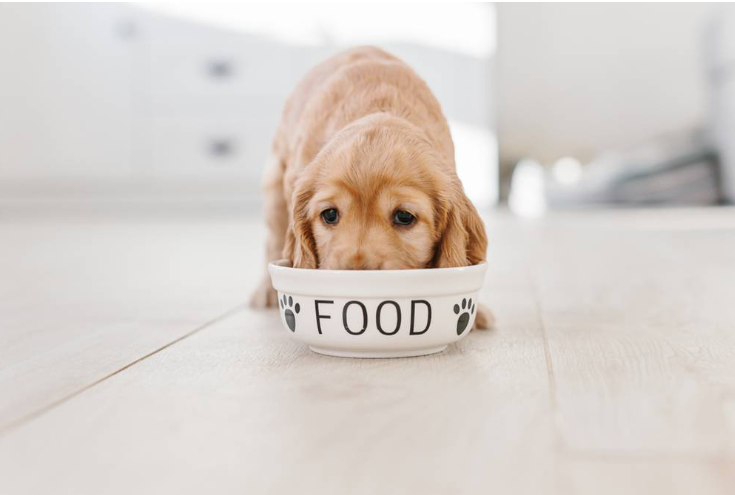 ძაღლების სამკურნალო საკვები
