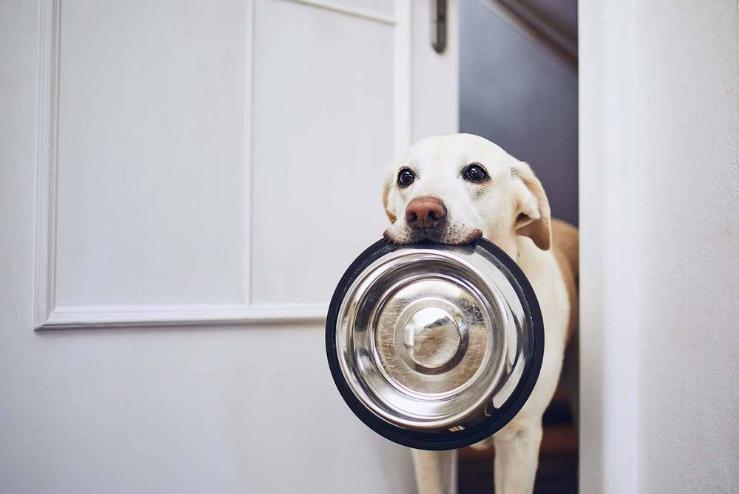 რა დოზით უნდა მივცეთ მშრალი საკვები ძაღლს: დღიური ნორმა