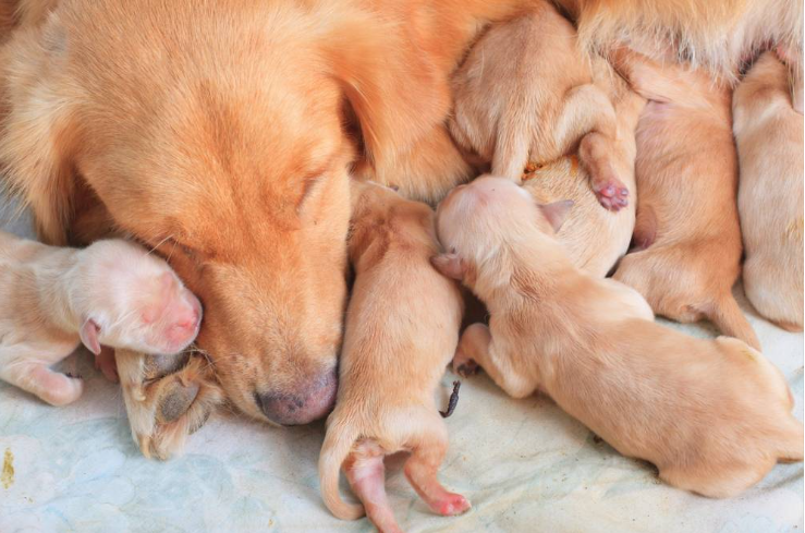 ძაღლების მშობიარობა: ნიშნები და პროცესი