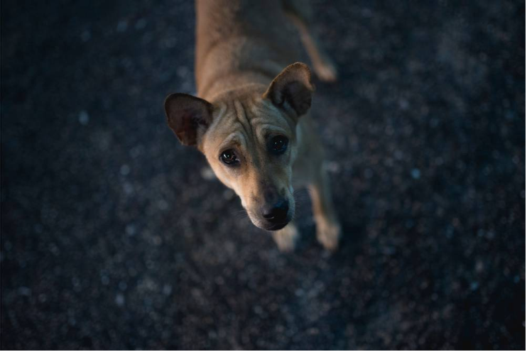 ხმაურიანი დღესასწაულები: როგორ დავეხმაროთ ძაღლს ფეიერვერკის შიშის დაძლევაში