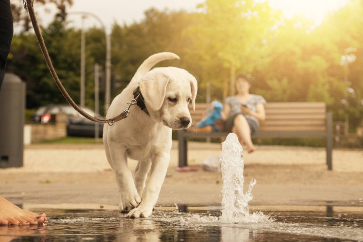 ძაღლს ეშინია წყლის. როგორ მოვიქცეთ?