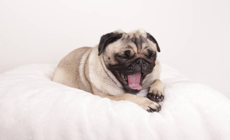 რატომ ხვრინავს ძაღლი ძილში?