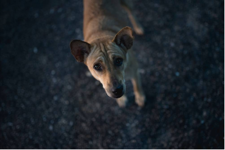 ხმაურიანი დღესასწაულები: როგორ დავეხმაროთ ძაღლს ფეიერვერკის შიშის დაძლევაში