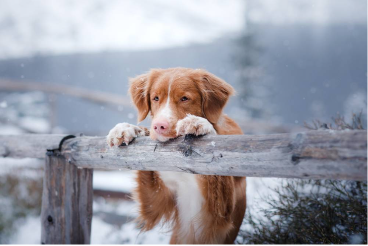 როგორ გავიგოთ, რომ ძაღლს სცივა სეირნობის დროს?