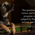 Dog Organization Georgia · ძაღლების ორგანიზაცია საქართველო