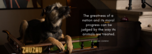 Dog Organization Georgia · ძაღლების ორგანიზაცია საქართველო