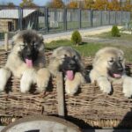 Tabakini-Caucasian Shepherd Dog-Breeding/კავკასიური ნაგაზის ძაღლსაშენი