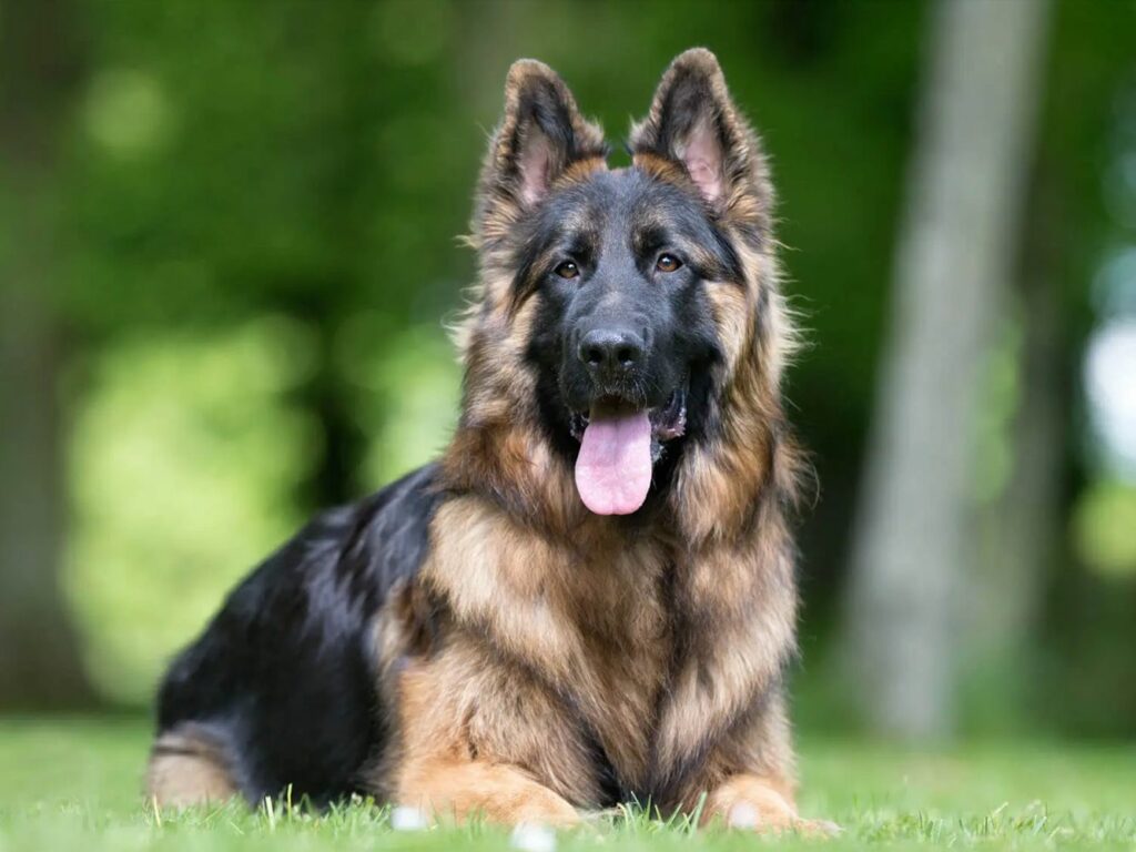 king-shepherd-pixabay-ed43fc04c65f44b9a5fe51610d85481a