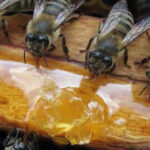 ფუტკრის ოჯახები სკებით