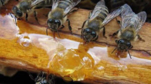 ფუტკრის ოჯახები