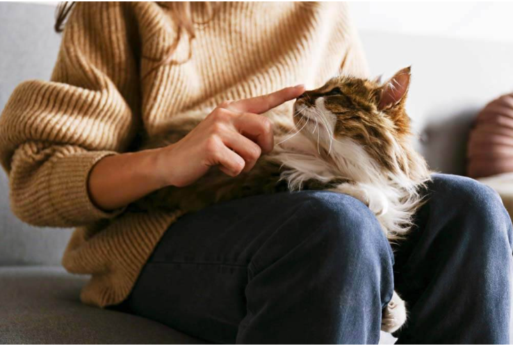 ჰიპოალერგიული კატები: 15 საუკეთესო ჯიში ალერგიული ადამიანებისთვის