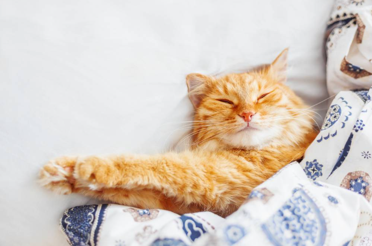 როგორ გადავაჩვიოთ კატა საწოლში ძილს?