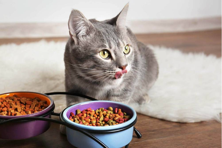რატომ გთხოვთ კატა სულ საკვებს?