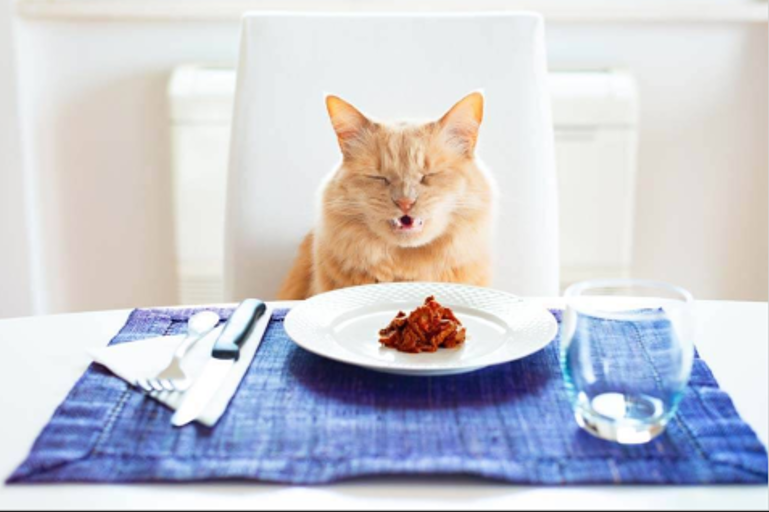 კატა ცუდად ჭამს: რატომ და რა ვქნათ?