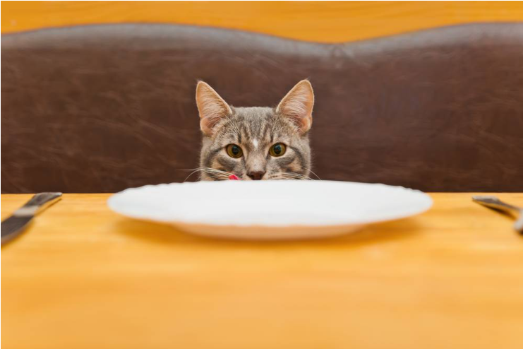 დღეში რამდენჯერ ვაჭამოთ კატას?