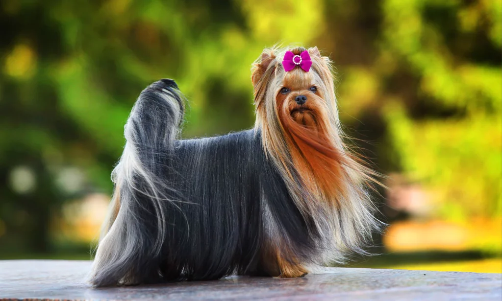 YorkshireTerrier-FeaturedImage
