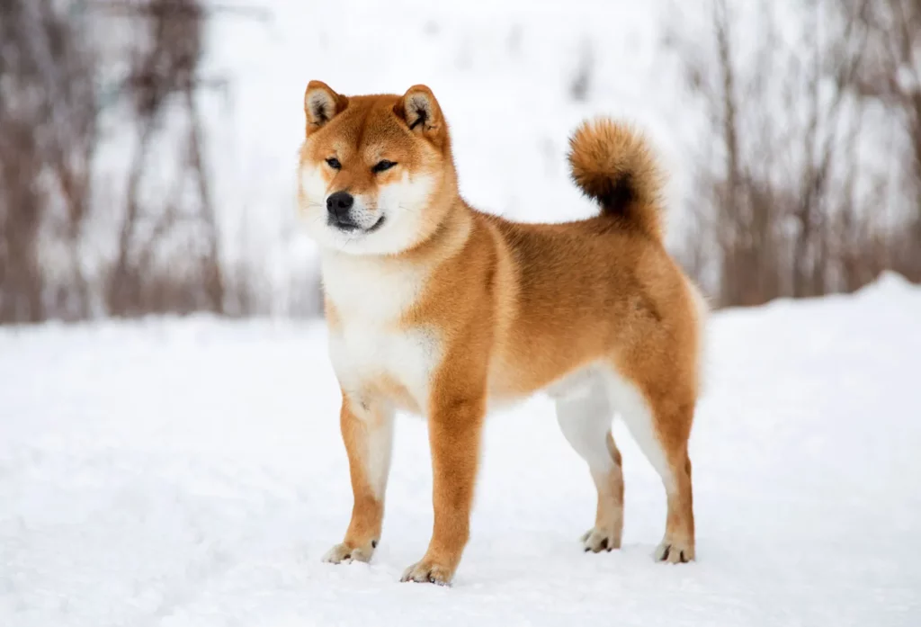 shiba-inu-dog-in-the-snow