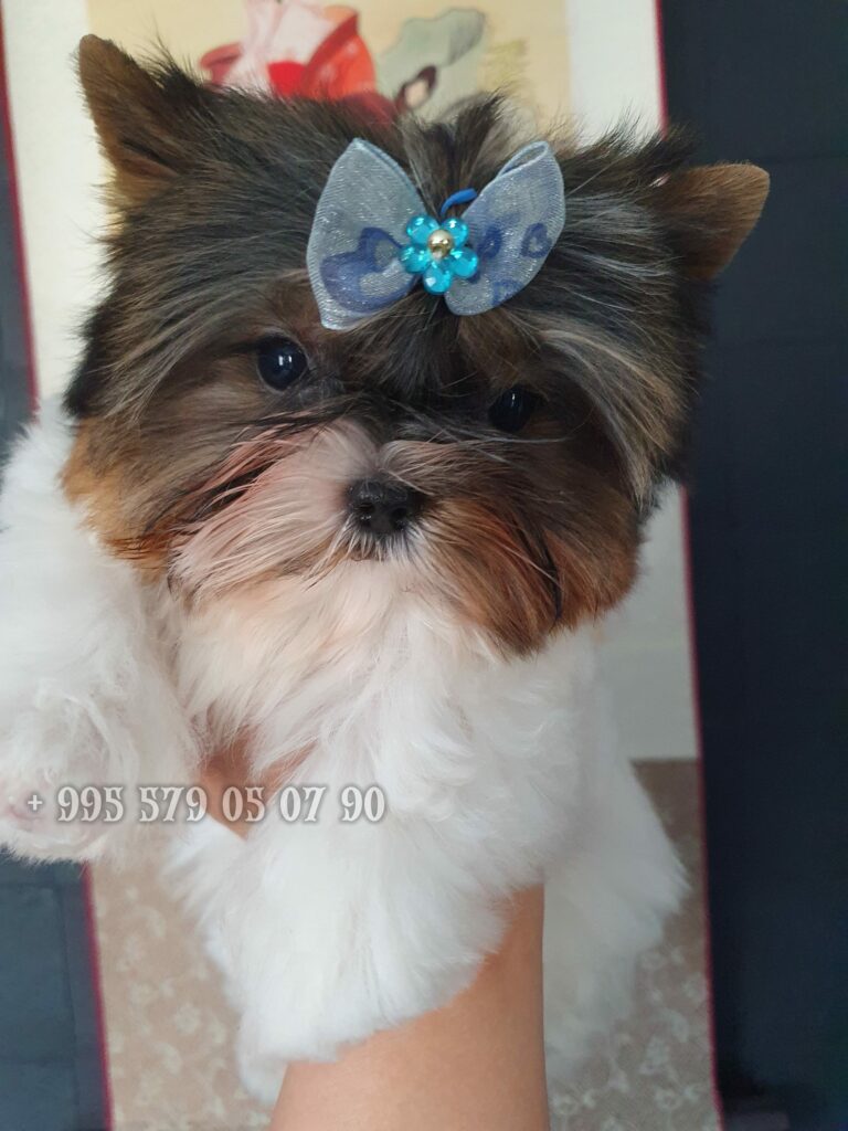 ბივერ ტერიერი ყიდვა
