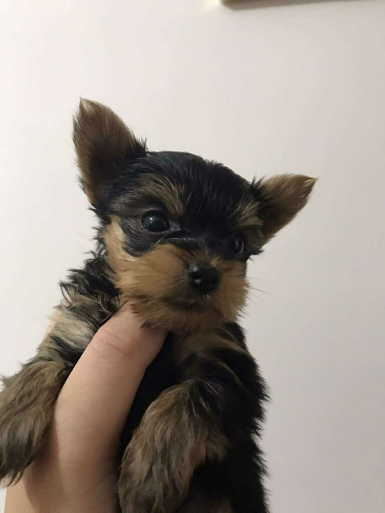 იყიდება იორკის ხვადი ლეკვი