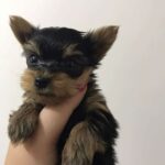 იყიდება იორკის ხვადი ლეკვი